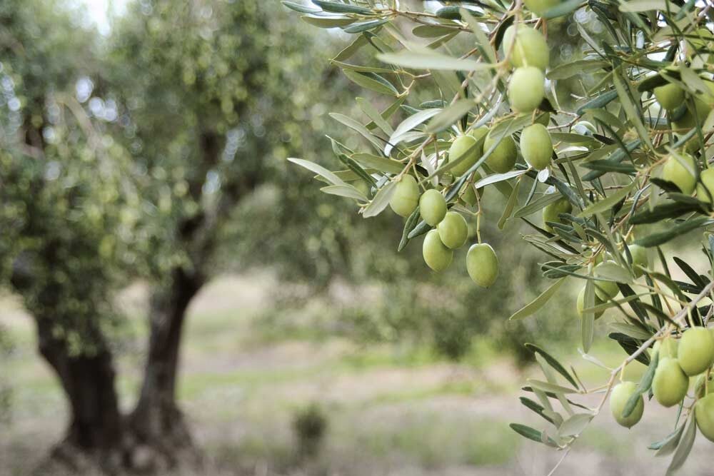Storia dell’ulivo e dell’olio extra vergine d’oliva